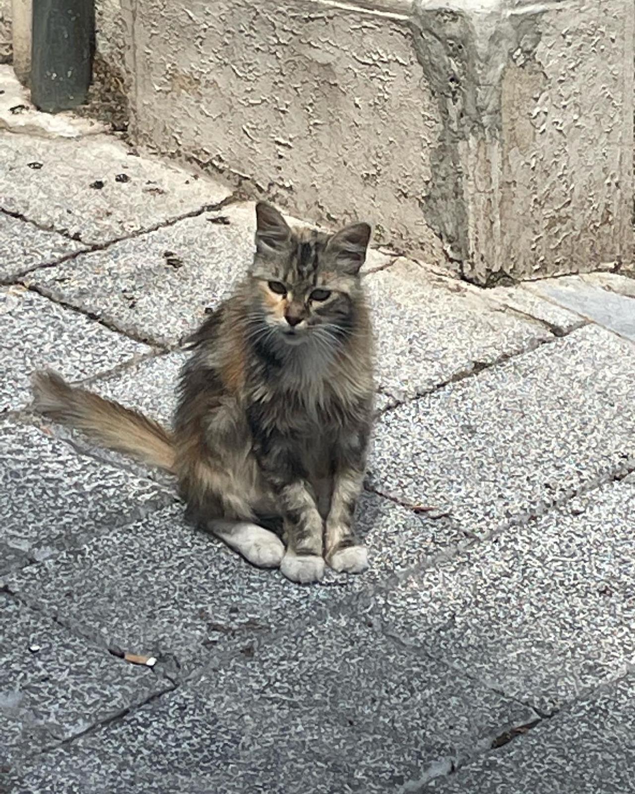 Gaetano in strada